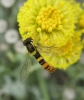 Sphaerophoria scripta (Linnaeus, 1758)