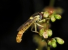 Sphaerophoria scripta (Linnaeus, 1758)