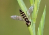 Sphaerophoria sp.