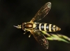 Sphaerophoria sp.