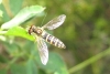 Sphaerophoria sp. Le Peletier & Serville, 1828