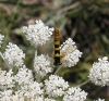 Sphaerophoria scripta (Linnaeus, 1758)