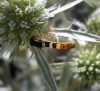 Sphaerophoria scripta (Linnaeus, 1758)