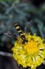 Sphaerophoria scripta (Linnaeus, 1758)