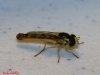 Sphaerophoria scripta (Linnaeus, 1758)