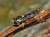 Sphaerophoria scripta (Linnaeus, 1758)