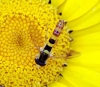 Sphaerophoria scripta (Linnaeus, 1758)