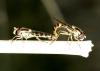 Sphaerophoria scripta (Linnaeus, 1758)