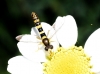 Sphaerophoria scripta (Linnaeus, 1758)