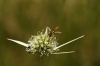Sphaerophoria scripta (Linnaeus, 1758)