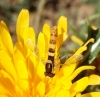Sphaerophoria scripta (Linnaeus, 1758)