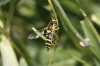 Sphaerophoria sp. Le Peletier & Serville, 1828