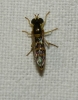 Sphaerophoria sp. Le Peletier & Serville, 1828