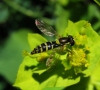 Sphaerophoria sp. Le Peletier & Serville, 1828 Sphaerophoria sp. Le Peletier & Serville, 1828