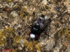 Sphenometopa fastuosa (Meigen, 1824)