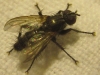 Stevenia deceptoria (Loew, 1847)