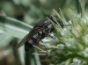 Stomorhina lunata (Fabricius, 1805)
