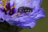 Stomorhina lunata (Fabricius, 1805)