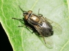 Stomorhina lunata (Fabricius, 1805)
