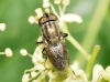 Stomorhina lunata (Fabricius, 1805)
