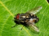 Stomorhina lunata (Fabricius, 1805)