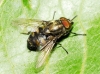 Stomorhina lunata (Fabricius, 1805)