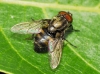 Stomorhina lunata (Fabricius, 1805)