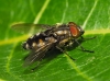 Stomorhina lunata (Fabricius, 1805)