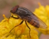 Stomorhina lunata (Fabricius, 1805)
