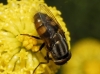 Stomorhina lunata (Fabricius, 1805)