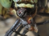 Stomorhina lunata (Fabricius, 1805)