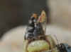 Stomorhina lunata (Fabricius, 1805)