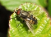 Stomorhina lunata (Fabricius, 1805)