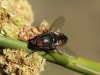 Stomorhina lunata (Fabricius, 1805)