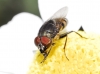 Stomorhina lunata (Fabricius, 1805)