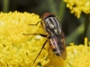 Stomorhina lunata (Fabricius, 1805)
