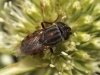 Stomorhina lunata (Fabricius, 1805)