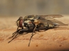Stomoxys calcitrans (Linnaeus, 1758)