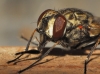 Stomoxys calcitrans (Linnaeus, 1758)