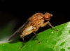 Suillia sp. 1d3 Suillia sp. 1d3