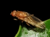 Suillia sp. 2d3 Suillia sp. 2d3