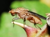 Suillia sp. 3 de 3 Suillia sp. 3 de 3