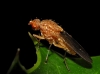Suillia sp. 3d3 Suillia sp. 3d3