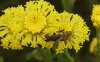 Syritta pipiens (Linnaeus, 1758)