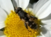 Syritta pipiens (Linnaeus, 1758)