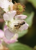 Syritta pipiens (Linnaeus, 1758)