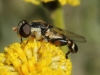 Syritta pipiens (Linnaeus, 1758)