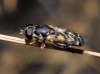 Syritta pipiens (Linnaeus, 1758)