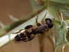 Syritta pipiens (Linnaeus, 1758)