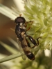 Syritta pipiens (Linnaeus, 1758)